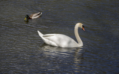 swan on the lake