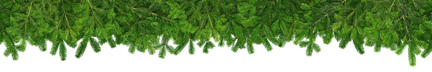 undecorated empty green christmas xmas tree fir branches super wide panorama banner isolated on white background