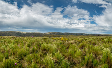 Fototapeta na wymiar Gras-Landschaft im Parque Nacional Quebrada del Condorito