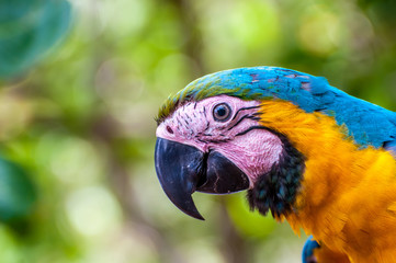 Jungle Parrot