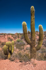 Kakteen an der Routa 40