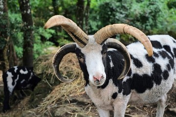 Un mouton Jacob 4 cornes