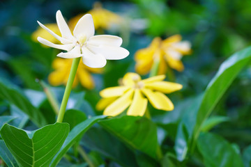 Golden gardenia flowers
