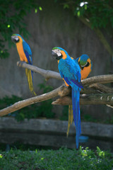 Macaws