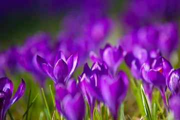 Foto auf Acrylglas Krokusse Violet crocus during spring days in Lazienki park, Warsaw