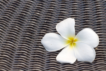 Fototapeta na wymiar White flowers on a wicker chair