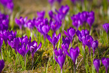Violet crocus during spring days in Lazienki park, Warsaw