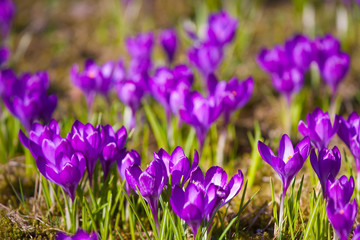 Violet crocus during spring days in Lazienki park, Warsaw