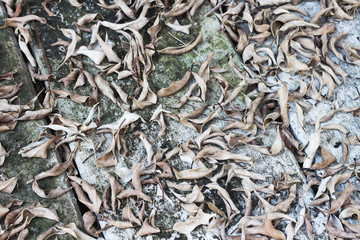 Dry leaves on the ground