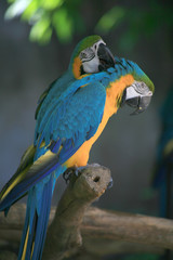 Macaws