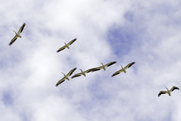 Birds in flight white pelican flock