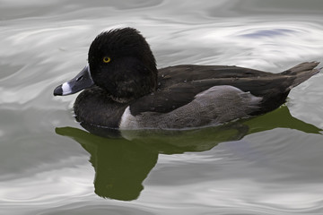 Bird ringed-neck duck at Los Angeles area lake