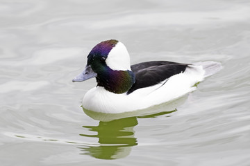 Bird bufflehead duck at Los Angeles area park