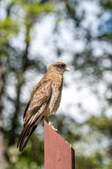 Junger Greifvogel in Südchile