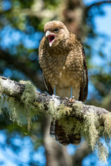 Junger Greifvogel in Südchile