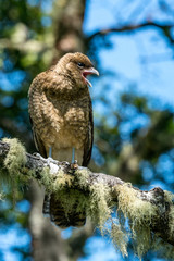 Junger Greifvogel in Südchile