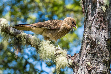 Junger Greifvogel in Südchile