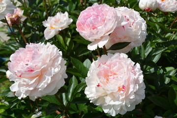 Many bright blooming pink peony flowers in the garden 