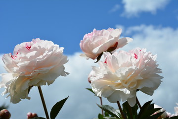 Three bright blooming white peony flower in the sky 