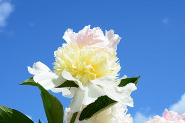 Bright blooming white peony flower in the sky