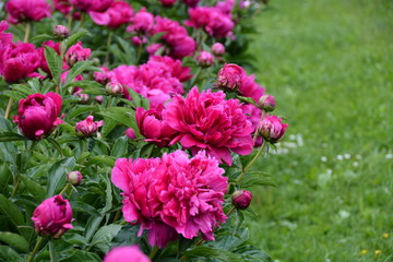 Many bright blooming pink peony flower in the garden