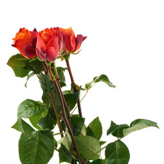 Obraz premium Fresh roses over the white isolated background