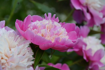 Bright blooming pink peony flower 