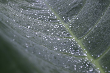 nature, flowers, macro