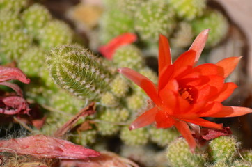 nature, flowers, macro