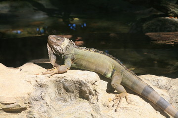 Green iguana / Common iguana