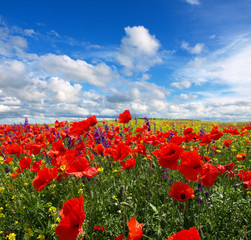 Obraz premium Summer wildflowers and clouds