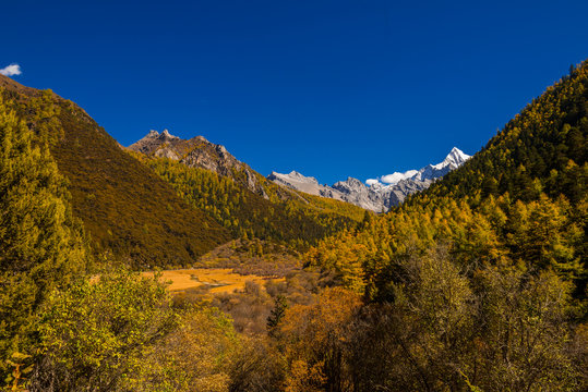Autumn tree color at Yading national reserve at Daocheng County, in the southwest of Sichuan Province, China.