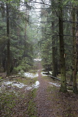Road in the winter forest