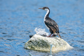 Kormoran bei Chiloé