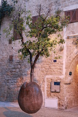 an unusual tree in the old town