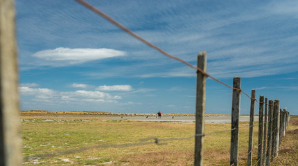 Pampa im Süden Patagoniens mit Schäfer
