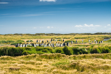 Königspinguine in der Bahia Inùtil, Tierra del Fuego
