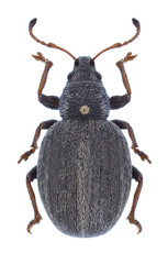 Beetle Omias verruca on a white background