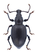 Beetle Otiorhynchus asphaltinus on a white background