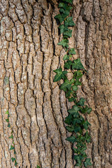 Close-up of Ivy growing on the bark of a tree