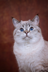 Britisch Kurzhaar Katze mit blauen Augen - Point