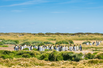 Königspinguine in der Bahia Inùtil, Tierra del Fuego