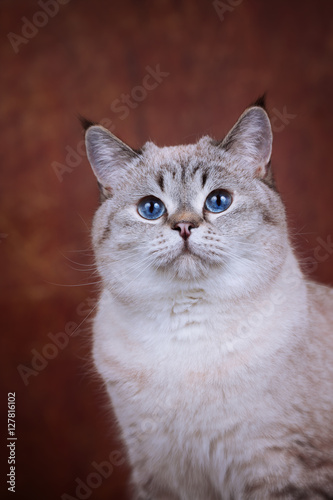 Britisch Kurzhaar Katze Mit Blauen Augen Point Stockfotos