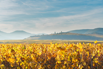 Obraz premium Landscape with autumn vineyards of Route des Vin, France, Alsace