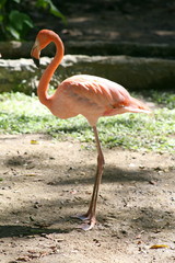 Flamingo