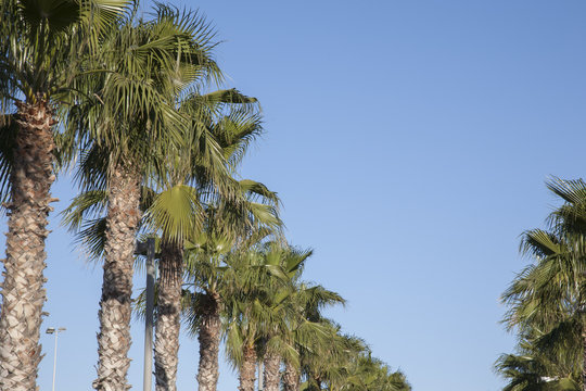 Palm Trees, Malvarosa Beach, Valenica