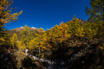 Autumn tree color at Yading national reserve at Daocheng County, in the southwest of Sichuan Province, China.