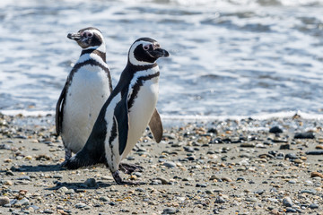 Magellan-Pinguine am Seno Otway