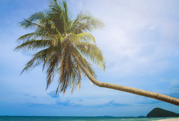 Coconut palm tree near the beach on blue sky background.