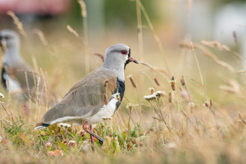 Vogel